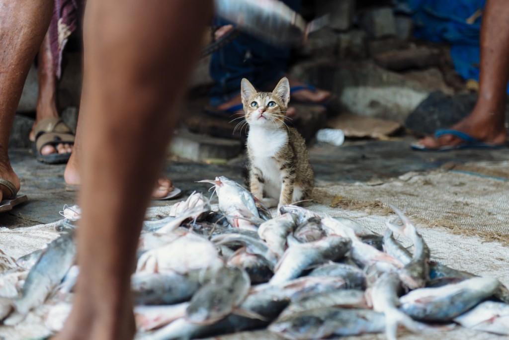 Коти чекають свою долю